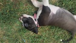 Reunited Male Dog last seen Whittier and Gilbert hemet, Hemet, CA 92543