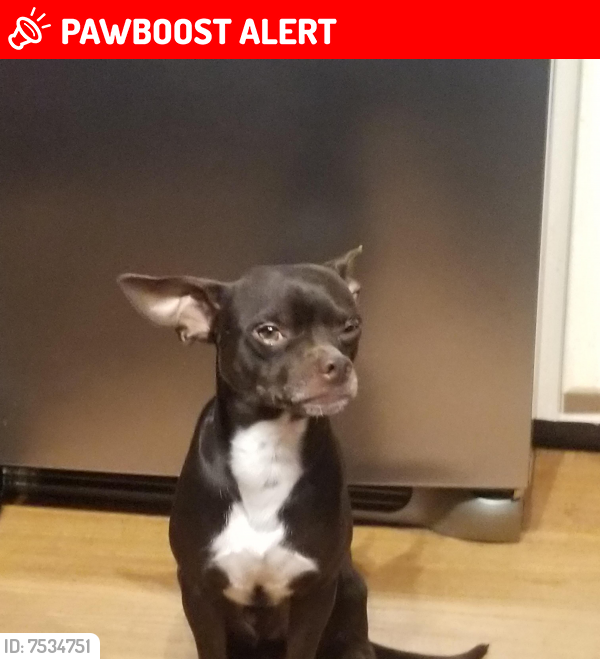 Lost Male Dog last seen Morningside Drive/Lindy Lane/234, Prince William County, VA 20112