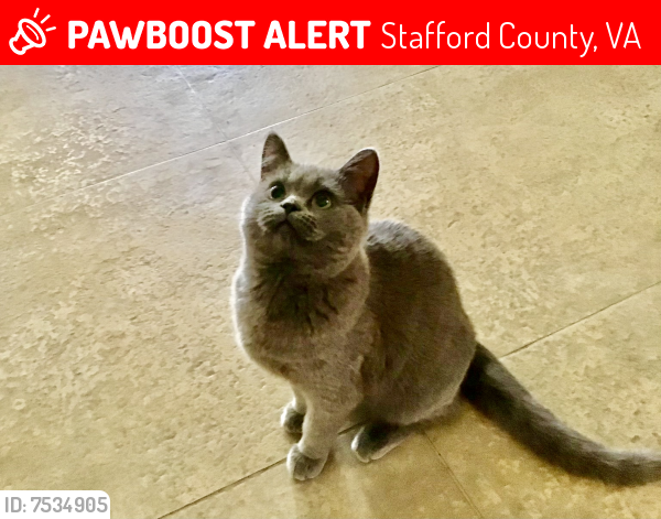 Lost Female Cat last seen Puritan place and Old Mineral rd, Stafford County, VA 22554