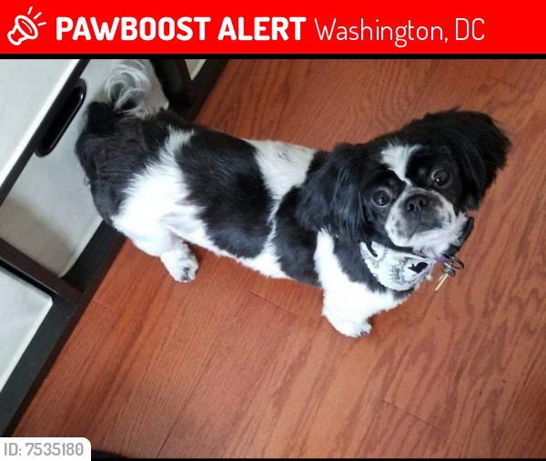 Lost Male Dog last seen Near talbert CT se, Washington, DC 20020
