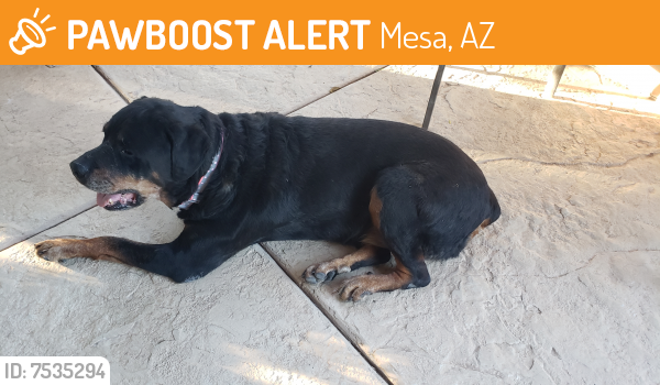 Rehomed Male Dog last seen Val Vista and University mesa az, Mesa, AZ 85205