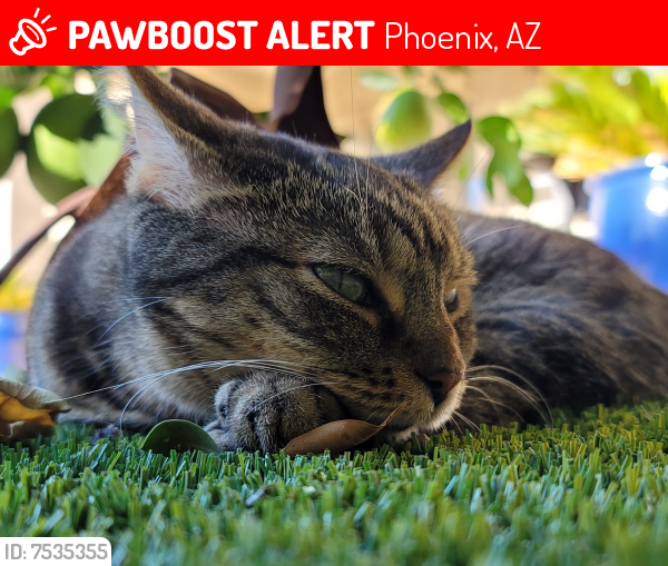 Lost Female Cat last seen 53rd and W Desperado Way, Phoenix, AZ 85083