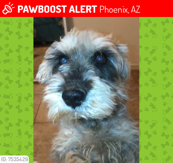 Lost Male Dog last seen 15th ave and southern, Phoenix, AZ 85041
