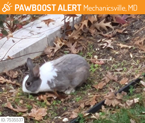 Found/Stray Unknown Rabbit last seen Forest lake ln, Mechanicsville, MD 20659