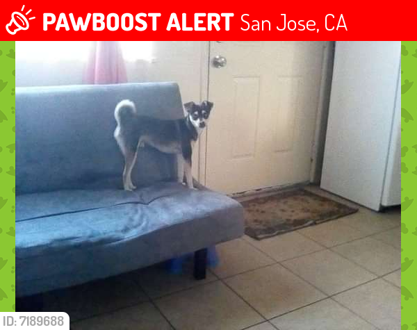 Lost Male Dog last seen Hedding and ruff dr. San Jose,ca.95110, San Jose, CA 95110