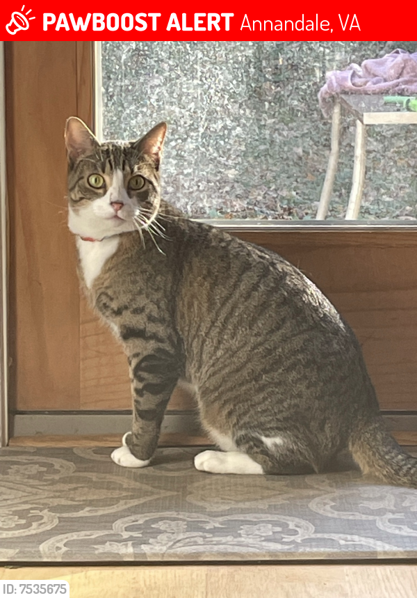 Lost Female Cat last seen Beverly Drive and Taylor Lane, Annandale, VA 22003