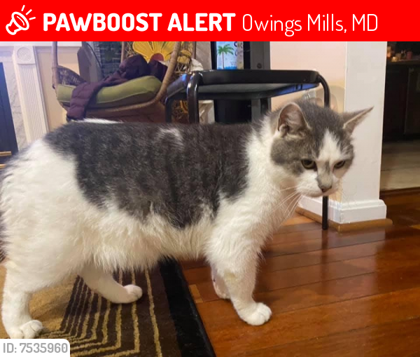 Lost Male Cat last seen Dolfield Blvd, Owings Mills, MD 21117