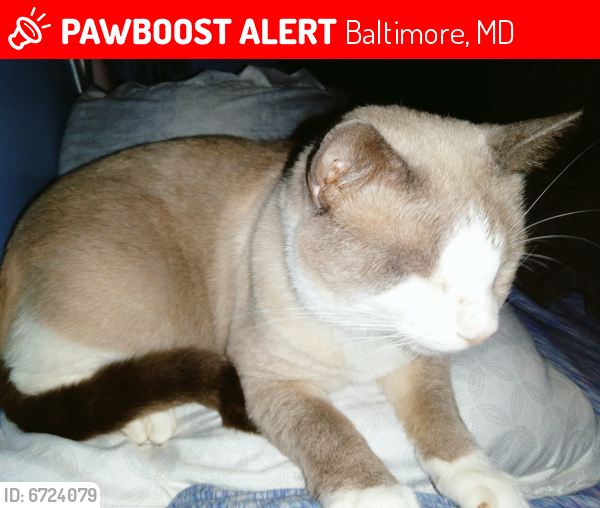 Lost Male Cat last seen Wilkens / primson, Baltimore, MD 21229