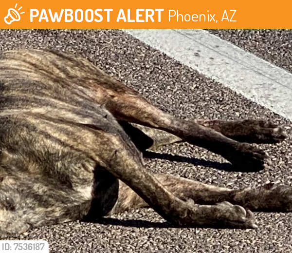 Found/Stray Unknown Dog last seen 31st way and baseline rd , Phoenix, AZ 85042