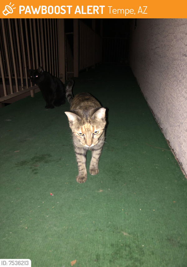 Found/Stray Unknown Cat last seen Rio Salado parkway and Alma School , Tempe, AZ 85201
