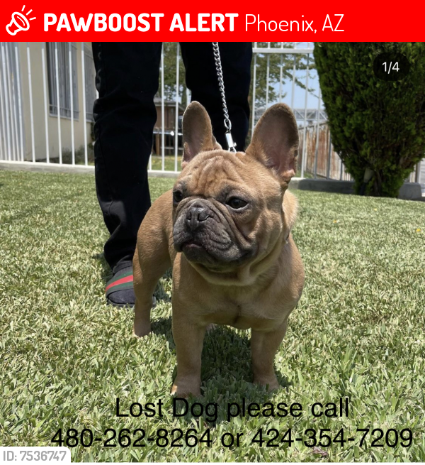 Lost Male Dog last seen 51st and Baseline , Phoenix, AZ 85041