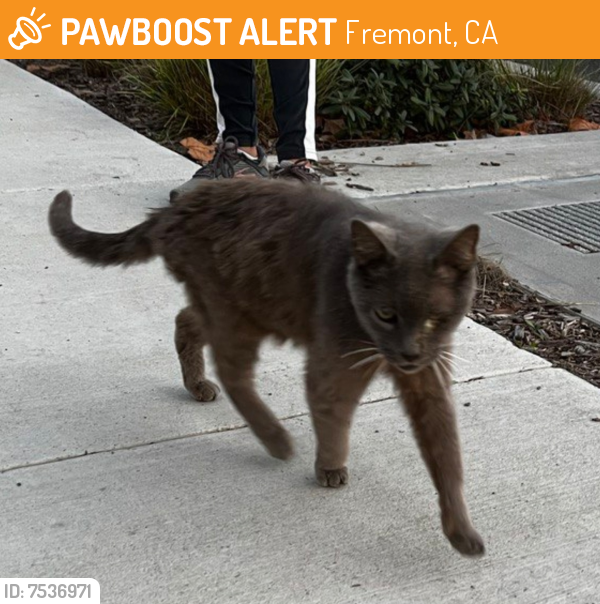 Found/Stray Unknown Cat last seen Paseo padre, Fremont, CA 94538