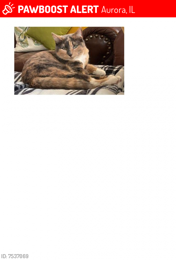 Lost Female Cat last seen Near Hudson Circle, Aurora, IL 60502
