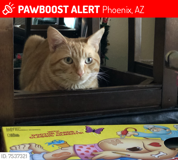 Lost Male Cat last seen Near w lupine ave, Phoenix, Az 85029, Phoenix, AZ 85029