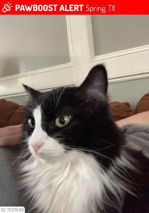 Lost Male Cat last seen York Minster Dr and Cypresswood , Spring, TX 77379