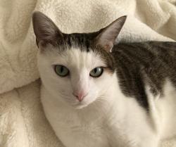 Lost Male Cat last seen McPherson Church Road, Vancouver , Fayetteville, NC 28303