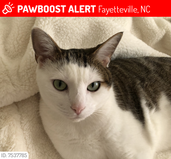 Lost Male Cat last seen McPherson Church Road, Vancouver , Fayetteville, NC 28303