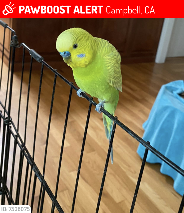 Lost Male Bird last seen Christopher ave and Bucknall Road, Campbell, CA 95008