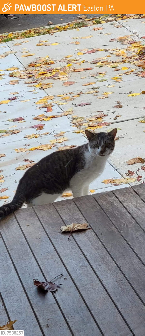 Found/Stray Unknown Cat last seen Between 22nd and 25th st Wilson Boro Pa, Easton, PA 18042