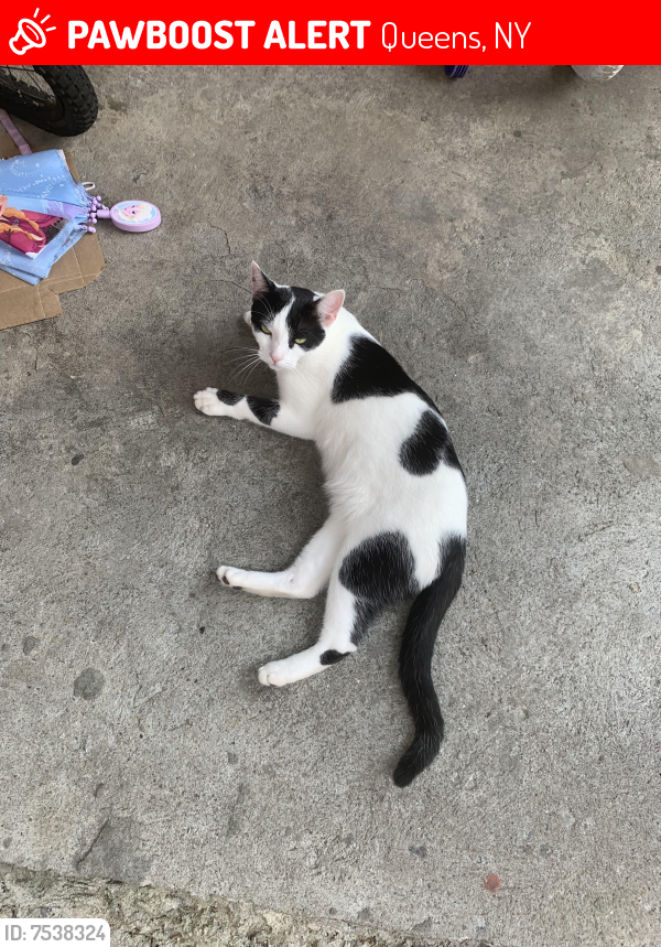 Lost Female Cat last seen 32ave  and 105st  East Elmhurst NY 11369, Queens, NY 11369