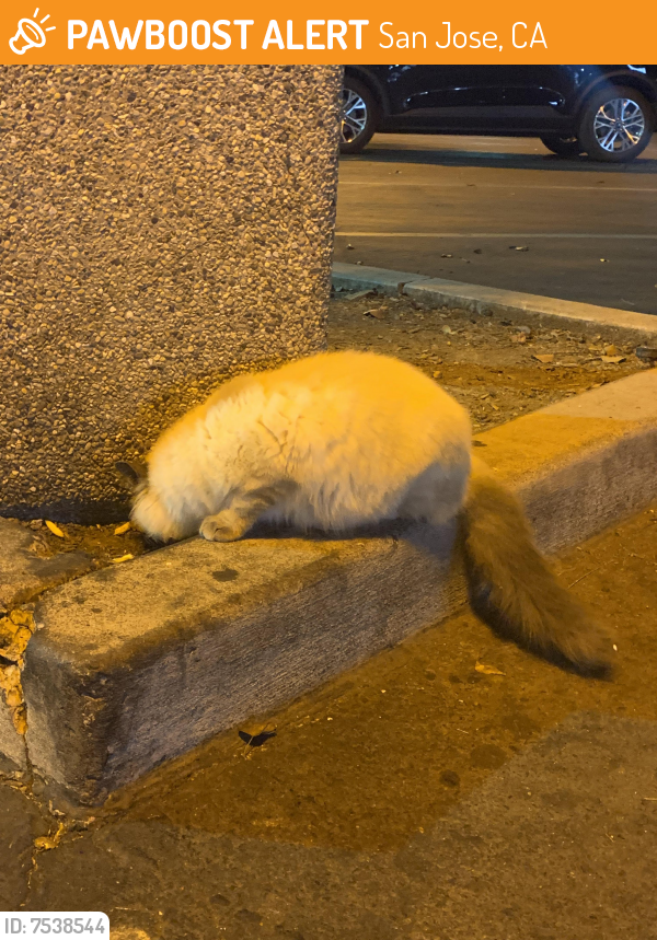 Found/Stray Unknown Cat last seen Santa Theresa Blvd, San Jose, CA 95123