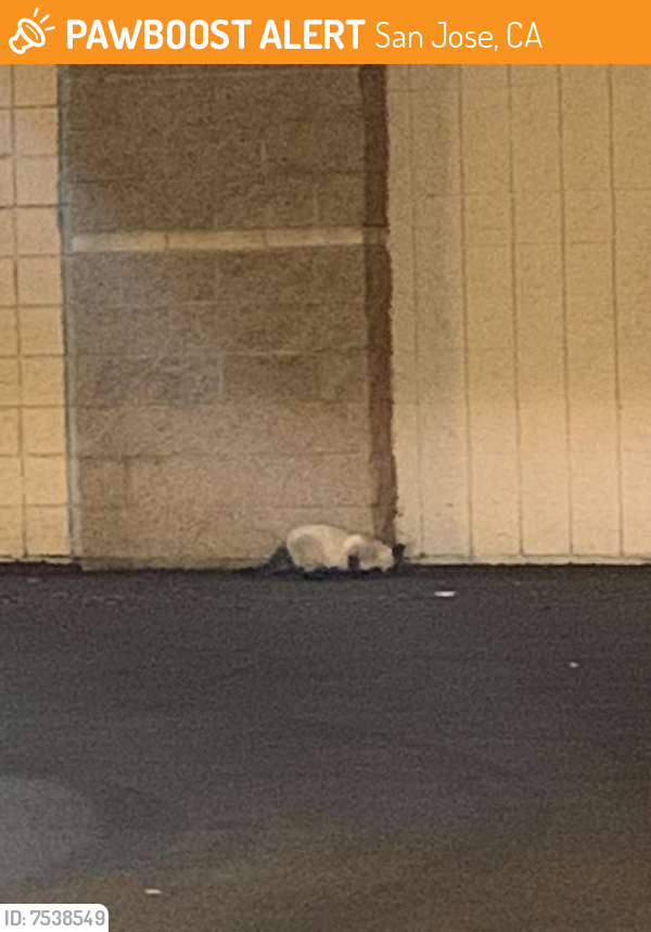 Found/Stray Unknown Cat last seen Santa Theresa Boulevard, San Jose, CA 95119