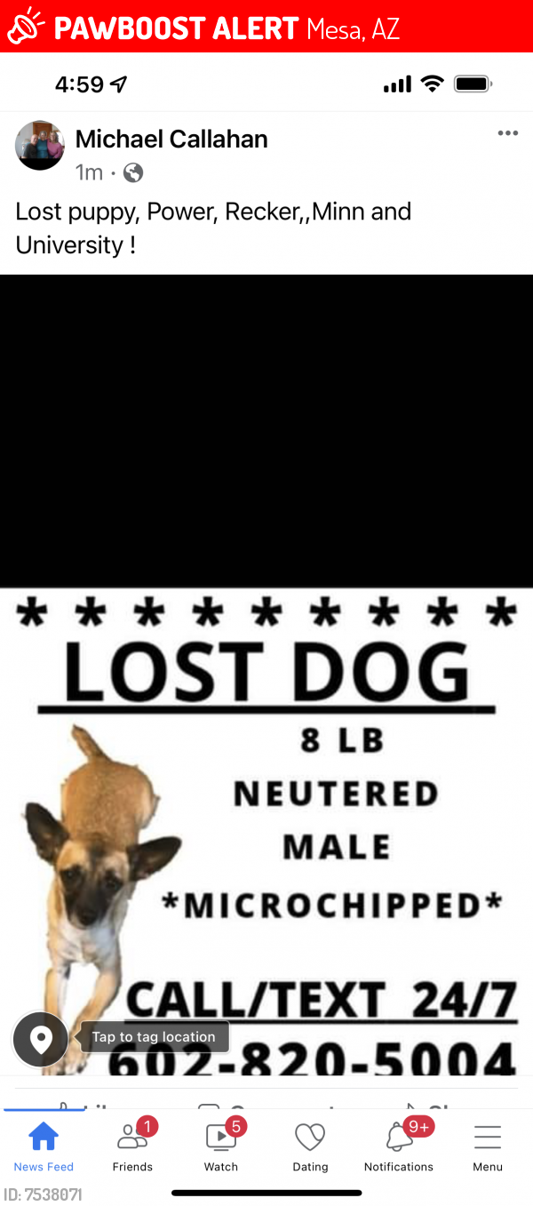 Deceased Male Dog last seen Main & Recker , Mesa, AZ 85205