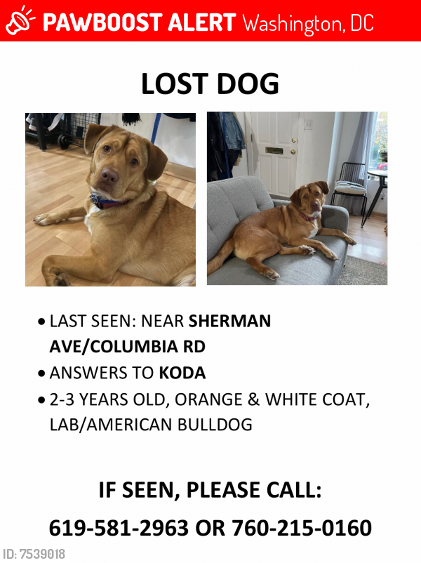 Lost Male Dog last seen Sherman and Columbia , Washington, DC 20001
