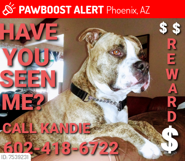 Lost Male Dog last seen 40th st and vineyard, Phoenix, AZ 85042