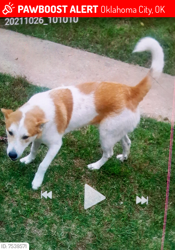 Lost Male Dog last seen 14th and Independence Ave, Oklahoma City, OK 73107