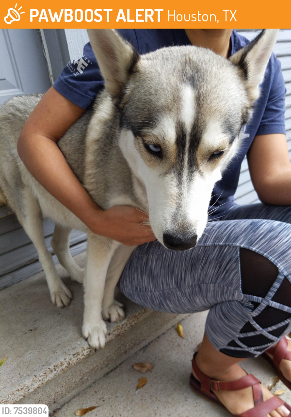 Found/Stray Female Dog last seen Northwood and jewett, Houston, TX 77009