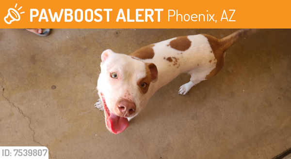 Rehomed Male Dog last seen 33rd Ave and Marlette Ave , Phoenix, AZ 85017