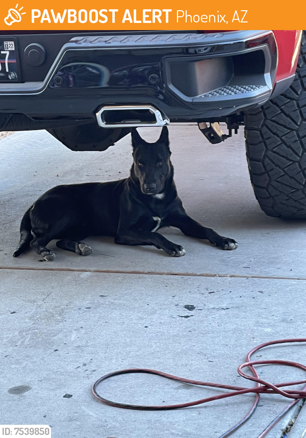 Found/Stray Male Dog last seen 19th ave and Southern , Phoenix, AZ 85041