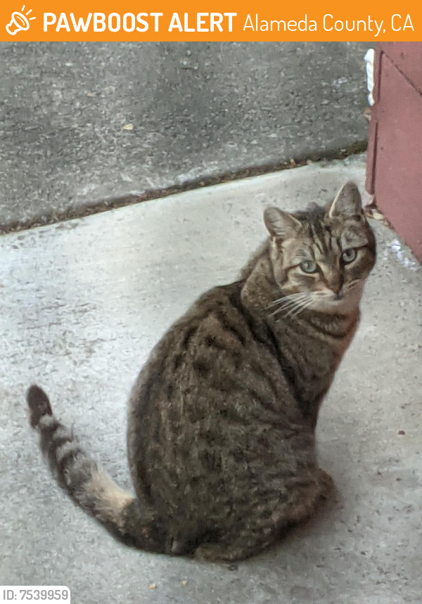 Found/Stray Unknown Cat last seen San Lorenzo school District , Alameda County, CA 94580