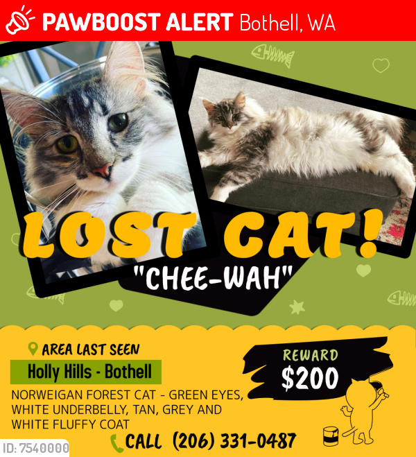Lost Female Cat last seen 127th Ct NE & NE 199th Street, Bothell, WA 98011