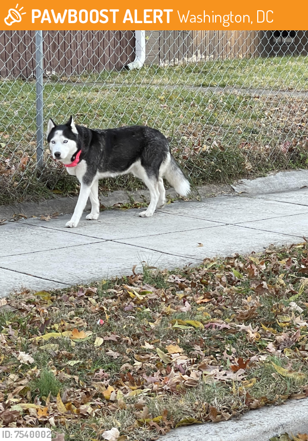 Found/Stray Unknown Dog last seen 8th and Alabama Ave SE , Washington, DC 20032