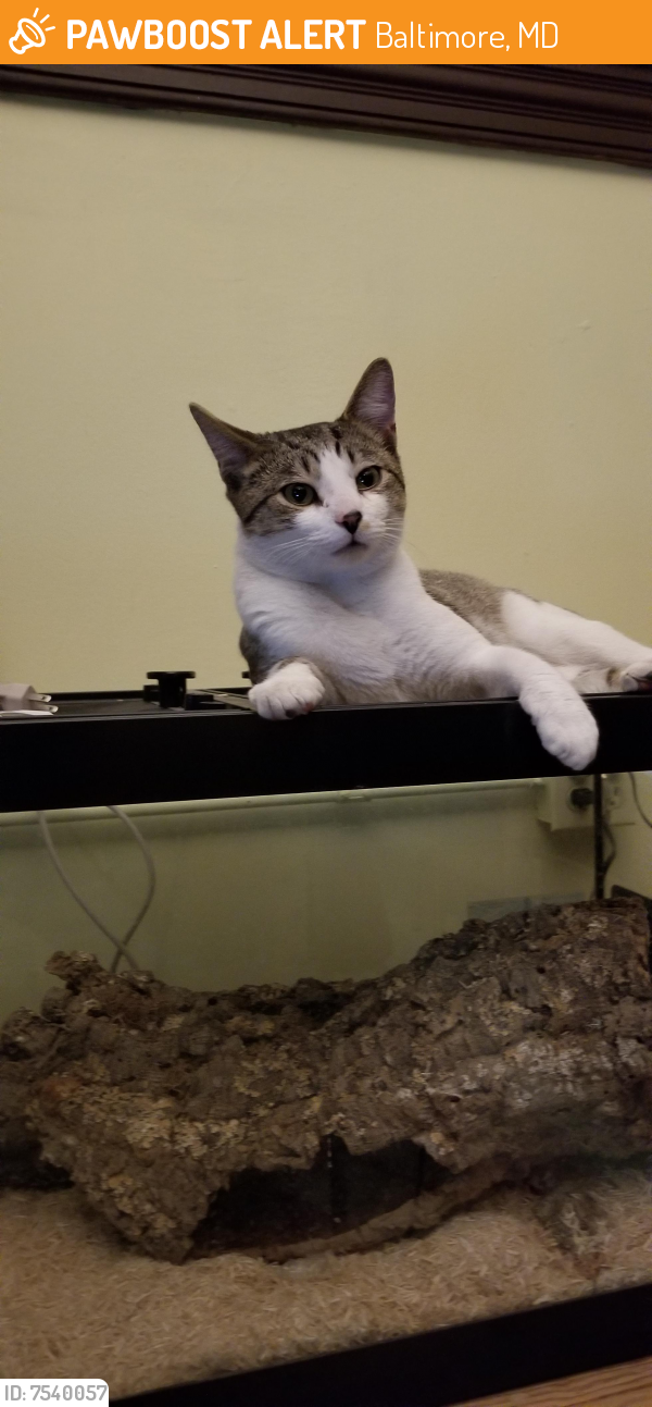 Rehomed Male Cat last seen Mount Royal Terrace , Baltimore, MD 21217