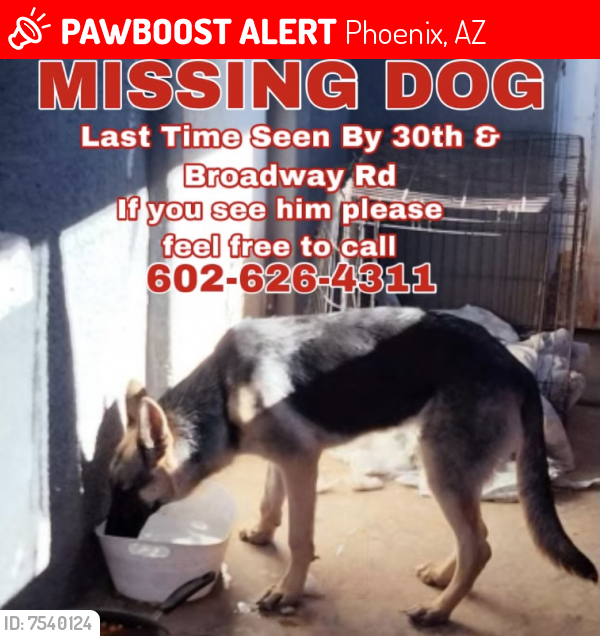 Lost Male Dog last seen 30th ave and broadway rd , Phoenix, AZ 85041