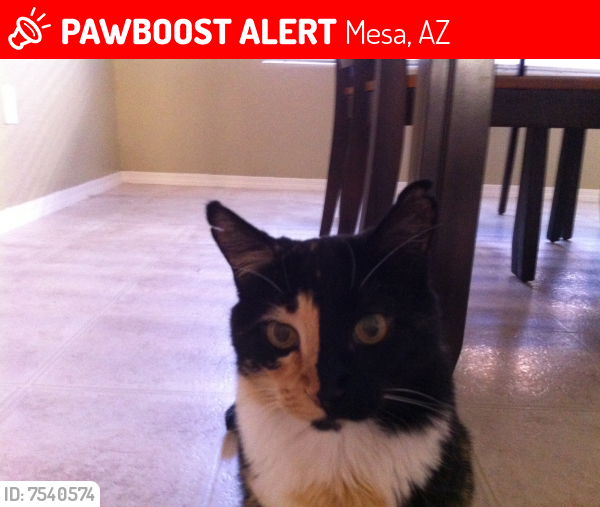 Lost Female Cat last seen Near S Country Club Drive, Mesa, AZ 85209