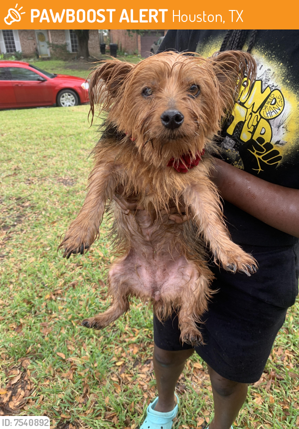 Found/Stray Female Dog last seen City park, Houston, TX 77047