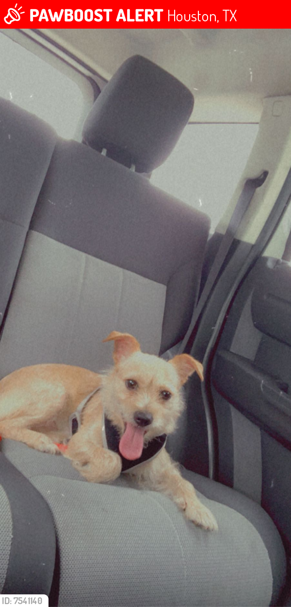 Lost Male Dog last seen Champion forest , Houston, TX 77066