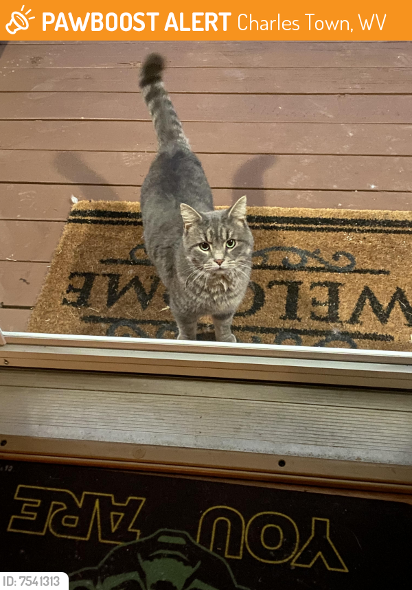 Found/Stray Unknown Cat last seen Stephen Court and Cloverdale Road, Charles Town, WV 25414