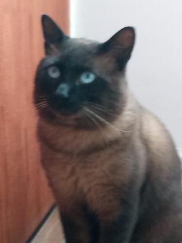 Lost Male Cat last seen Itajuibe, Jardim Nélia, SP 08142-006