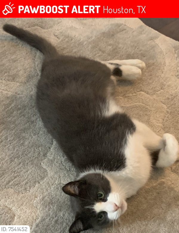 Lost Male Cat last seen Wedgehill Lane and Attlee Drive, Houston, TX 77077