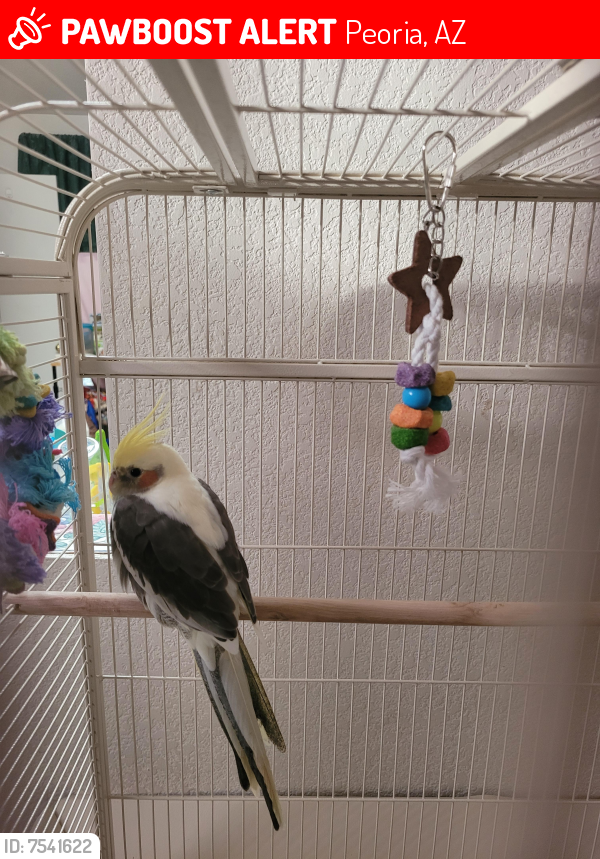 Lost Unknown Bird last seen 114th avenue and Butler, Peoria, AZ 85383