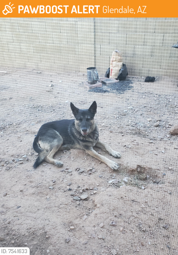Found/Stray Male Dog last seen 59th ave and peoria , Glendale, AZ 85302