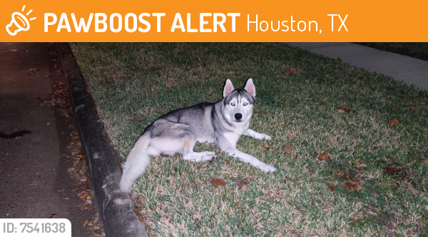 Rehomed Male Dog last seen Ashcroft and Queensloch, Houston, TX 77096