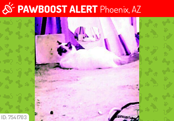 Lost Male Cat last seen 23rd sunnyside/altadena, Phoenix, AZ 85029