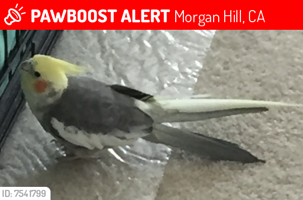 Lost Unknown Bird last seen Monterey and Wright (Morgan Hill, CA), Morgan Hill, CA 95037