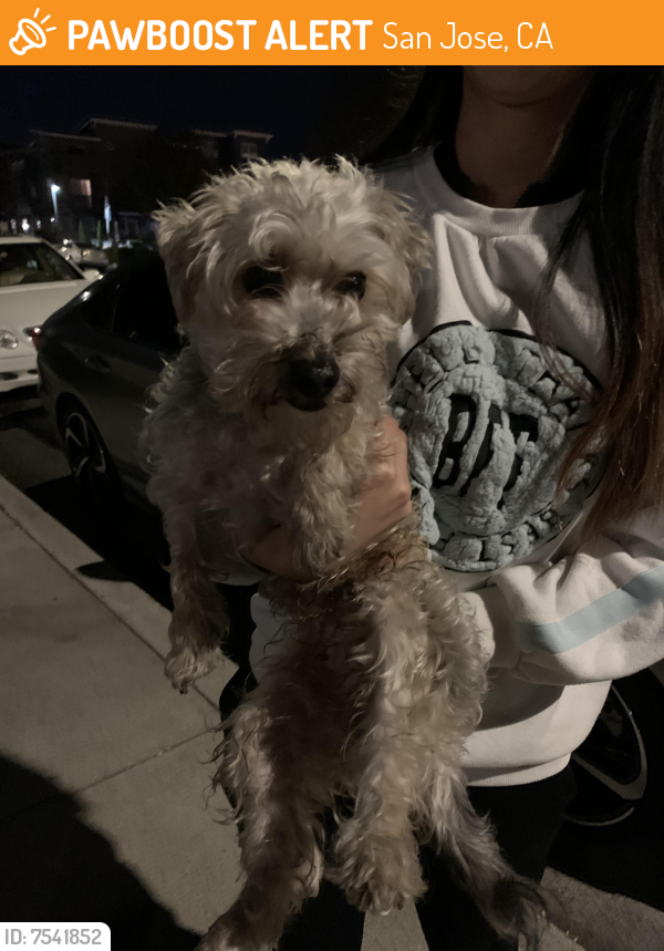 Found/Stray Male Dog last seen Saratoga Ave & Stevens Creek, San Jose, CA 95117